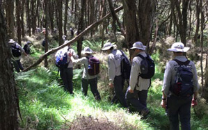 A group of volunteers walking through the bush. 