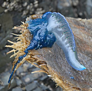 Photo of a washed up blue bottle, with a pale blue body which looks like you could pop it, and blue tentacles. 