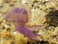 Photo of a mauve stinger, a purple jellyfish with several large tentacles hanging from the bell, and a few thinner catch tentacles. 