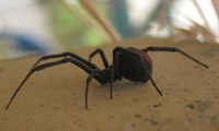 Photo of a redback spider, which is a dark brown, with long legs and a thin red stripe on its round abdomen. 