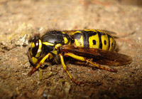 Photo of a wasp. 