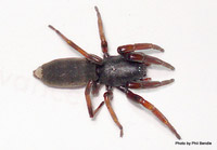 Photo of a white-tailed spider, which is brown, with reddish legs and a long body. It has a white spot at its 'tail'.