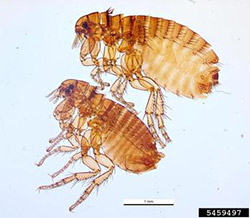 Photo of two dog fleas. 