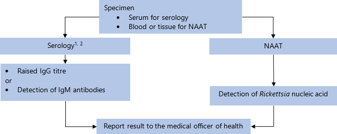 Specimen: serum for serology; blood or tissue for NAAT. On serology[1,2] if raised IgG titre or detection of IgM antibodies, report result to the medical officer of health. On NAAT, if detection of Rickettsia nucleic acid, report result to the medical officer of health. 