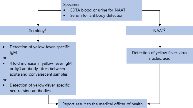 Specimen: EDTA blood or urine for NAAT; serum for antibody detection. On serology[1], if yellow fever-specific IgM detected, or 4-fold increase in yellow fever IgM or IgG antibody titres between acute and convalescent samples, or yellow-fever specific neutralising antibodies detected, report result to medical officer of health. On NAAT[1], if yellow fever virus nucleic acid detected, report result to medical officer of health. 