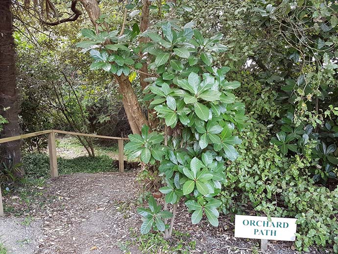 Photo of the entrance to the Orchard Path, which winds through the bush. 