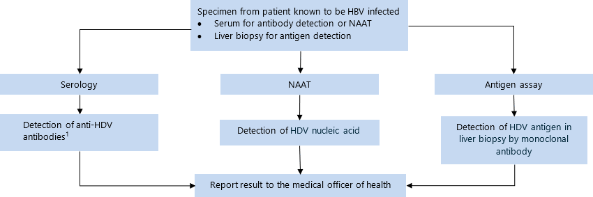 Specimen from patient known to be HBV infected: serum for antibody detection or NAAT, liver biopsy for antigen detection. Send for serology, NAAT, antigen assay. If anti-HDV antibodies[1] detected on serology, report result to the medical officer of health. If HDV detected on NAAT, report result to the medical officer of health. If HDV antigen in liver biopsy by monoclonal antibody detected on antigen assay, report result to the medical officer of health. 