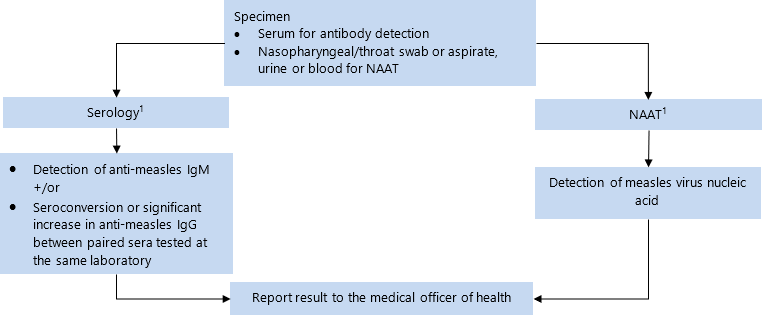 Specimen: serum for antibody detection; nasopharyngeal/throat swab or aspirate, urine or blood for NAAT. Send for serology[1], NAAT[1]. If anti-measles IgM detected +/or seroconversion or significant increase in anti-measles IgG etected between paired sera tested at the same laboratory, report result to the medical officer of health. If measles virus nucleic acid detected on NAAT, report result to the medical officer of health. 