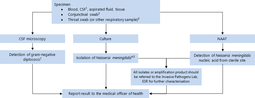 Specimen: blood, CSF[1], aspirated fluid, tissue; conjunctival swab[2]; throat swab (or other respiratory sample)[3]. Send for CSF microscopy, culture, NAAT. If gram-negative diplococci[1] detected on microscopy, report result to the medical officer of health. If Neisseria meningitidis[4,5] detected on culture, report result to the medical officer of health. If Neisseria meningitidis nucleic acid detected from sterile site, report result to the medical officer of health. Additionally all isolates or amplification products should be referred to the Invasive Pathogens Lab, ESR for further characterisation and result reported to the medical officer of health. 