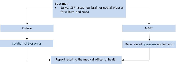 Specimen: saliva, CSF, tissue (eg, brain or nuchal biopsy) for culture and NAAT). Send for culture, NAAT. If lyssavirus isolated on culture, report result to the medical officer of health. If lyssavirus nuleic acid detected on NAAT, report result to the medical officer of health. 