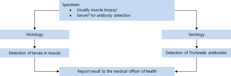 Specimin: usually muscle biopsy[1], serum[2] for antibody detection. Sent for histology and serology. On detection of larvae in muscle or of Trichinella antibodies, report result to the medical officer of health. 