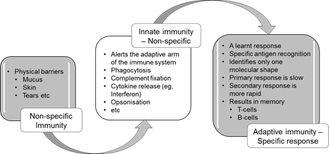 Non-specific immunity: physical barriers (mucus, skin, tears etc). Innate immunity - nonspecific (alerts the adaptive arm of the immune system, phagocytosis, complement fixation, cytokine release ie interferon, opsonisation, etc.). Adaptive immunity - specific response (a learnt response, specific antigen recognition, identifies only one molecular shape, primary response is slow, secondary response is more rapid, results in memory of t-cells and b-cells).