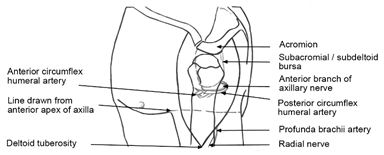 Anatomy diagram of a hip.