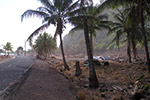 Photo of a palm-tree lined road, with the wreckage of buildings alongside.