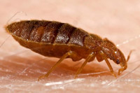 Photo of a bed bug. 