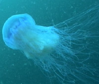Photo of a lion’s-mane jellyfish, a large, pale blue jellyfish with many tentacles. 