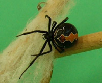 Photo of a katipo spider, which is dark brown with a round abdomen. It has an orange stripe on its back, which is wavy with a white outline. 