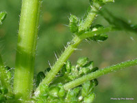Photo of introduced nettle Urtica urens, which has sharp white hairs growing from the stalk of the plant. 