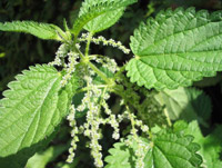 Photo of introduced nettle Urtica dioica, which has rounded green leaves with soft serrated edges. 