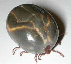Photo of an engorged cattle tick. 