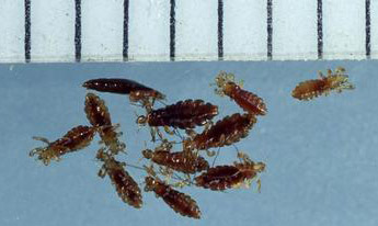 Photo of some head lice, with a ruler to show they're 1–2 cm long. 