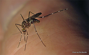 Photo of a striped mosquito. 
