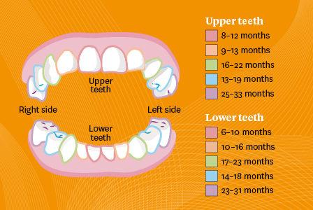 The bottom front teeth come through at 6–10 months, and the top front teeth at 8–12 months. Then, the top teeth on either side at 9–13 months, and the bottom teeth on either side at 10–16 months. The first top molar teeth come in at 13–19 months. The first bottom molars come in at 14–18 months. Then the top canines at 16–22 months and the bottom canines at 17–23 months. The last bottom molars come through at 23–31 months, and the last top molars at 25–33 months. 