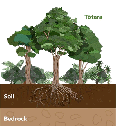 The tōtara grow above ground, with their roots in the soil, above the layer of of bedrock. 